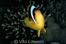 Fishs - Amphiprion bicinctus by Vito Lorusso 